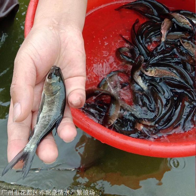 探寻鱼苗供应的活力之源