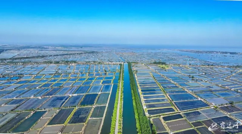 泗洪:水陆两栖的水产养殖业