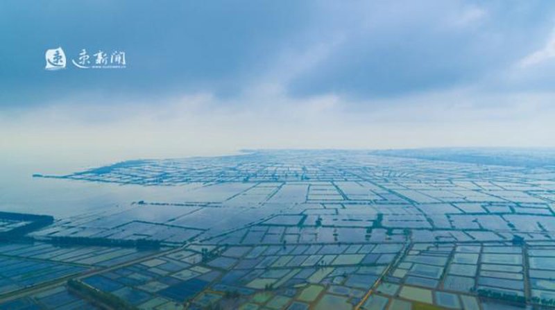 鱼苗供应市场分析:探索养殖业中的机遇与挑战